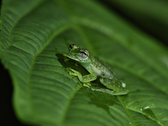 Sachatamia albomaculata