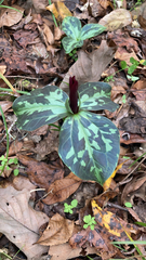 Trillium maculatum