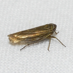 Paramesus major