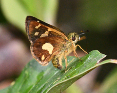 Dalla mesoxantha