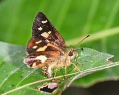 Dalla mesoxantha