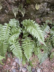 Cranfillia deltoides