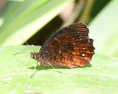 Pedaliodes tucca
