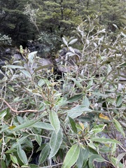 Olearia avicenniifolia