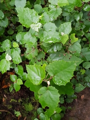 Pericallis appendiculata image