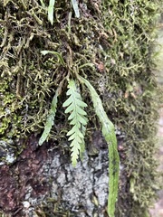 Notogrammitis heterophylla