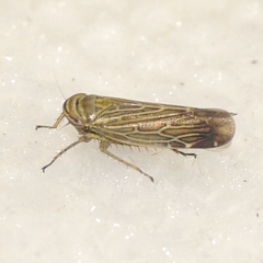Paramesus major