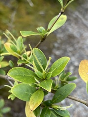 Coprosma foetidissima