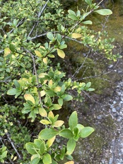 Coprosma foetidissima