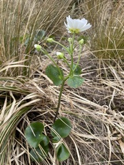 Ranunculus lyallii