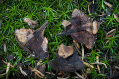 Ciboria rufofusca
