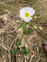 Ranunculus lyallii