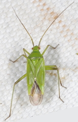Calocoris affinis