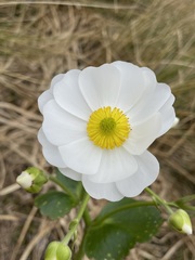 Ranunculus lyallii