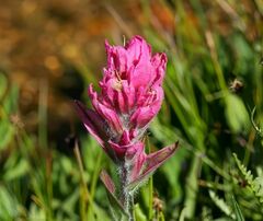 Castilleja rhexiifolia