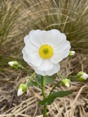 Ranunculus lyallii
