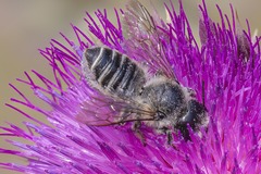 Megachile