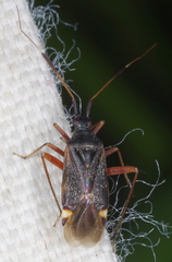 Closterotomus biclavatus