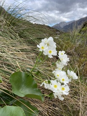 Ranunculus lyallii
