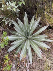 Celmisia semicordata