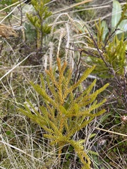 Austrolycopodium fastigiatum