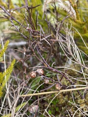 Gaultheria macrostigma