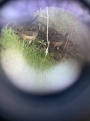 Ortalis poliocephala