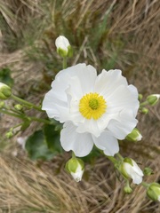 Ranunculus lyallii