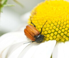 Phyllotocus rufipennis