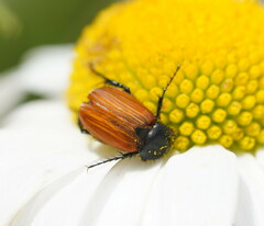 Phyllotocus rufipennis