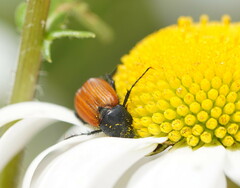 Phyllotocus rufipennis