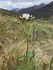 Ranunculus lyallii