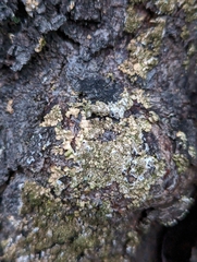 Melanelixia subaurifera