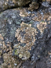 Melanelixia subaurifera