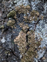 Melanelixia subaurifera