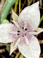 Calochortus elegans