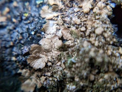 Melanelixia subaurifera