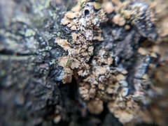 Melanelixia subaurifera