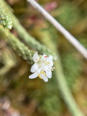 Kelleria dieffenbachii