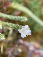 Kelleria dieffenbachii