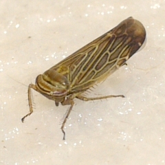 Paramesus major