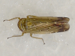 Paramesus major