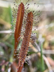 Drosera arcturi