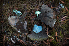 Ciboria rufofusca