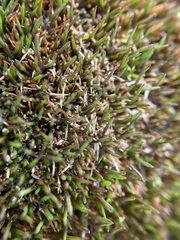 Oreobolus pectinatus