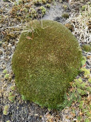 Oreobolus pectinatus