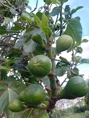 Ficus carica