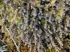 Lepidothamnus laxifolius