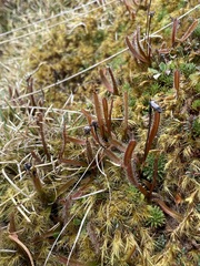 Drosera arcturi