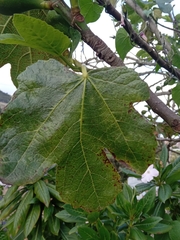Ficus carica